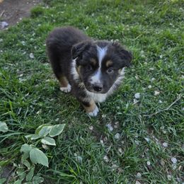 Boo - Black tri-color Australian Shepherd puppy in Ogden, Utah from Charmed Australian Shepherds