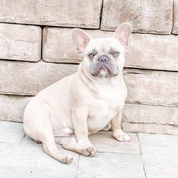 Ollie - French Bulldog