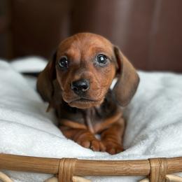 Aramis - Red male Dachshund puppy in Crystal, Michigan from Mare-Bella Smoothcoat Edition