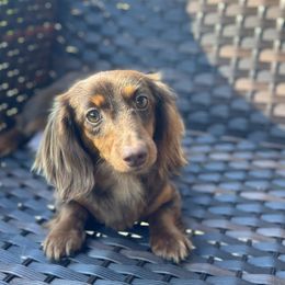 Maple - Dachshund