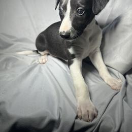 Whippet Puppies from Hertzog  Whippets