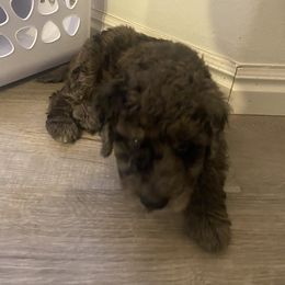 Goldendoodle Puppies from Jake Keck