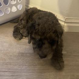 Goldendoodle Puppies from Jake Keck