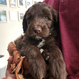 Double Doodle Puppies from Rock Creek Doodles