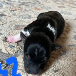 Boy 4 - Black white and tan male Rat Terrier puppy in Red Bluff, California from Sugar Baby Bostons
