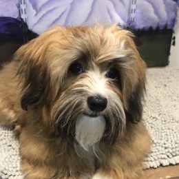 Dexter - Havanese