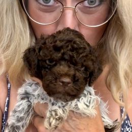 Lagotto Romagnolo Puppies from Anna’s Lagottos