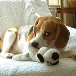 Beagles from Roirdan Beagles