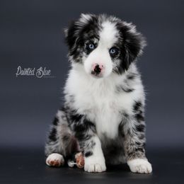 Australian Shepherd, Miniature American Shepherd, Miniature Australian Shepherd, and Toy Australian Shepherd Puppies from Painted Blue Aussies