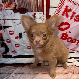 Silas - Chocolate blue male Chihuahua puppy in Palmyra, Indiana from Country Star Chihuahuas
