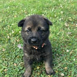 Roscoe - Orange Collar Male - Sable male German Shepherd puppy in Milan, Illinois from Stonewick German Shepherds