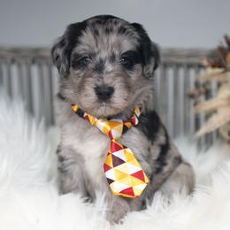 Willow - Blue merle female Bordoodle puppy in Conway, Missouri from 2J 2K Bordoodles