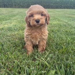 Boy 5- 7744 - Apricot male Goldendoodle puppy in Wever, Iowa from JK Royal Lines