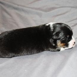 Hero - Black tri-color male Australian Shepherd puppy in Marshall, Indiana from Larkwood Australian Shepherds