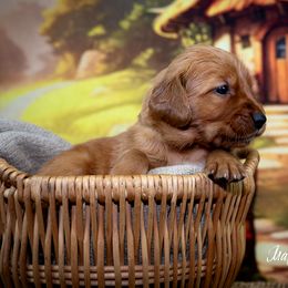 Boy 3 - Golden Retriever puppy in Anderson, California from Redtail Golden Retrievers