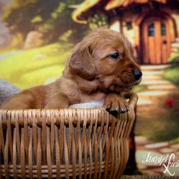 Boy 3 - Golden Retriever puppy in Anderson, California from Redtail Golden Retrievers