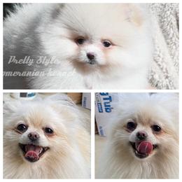 Mouse - Pomeranian