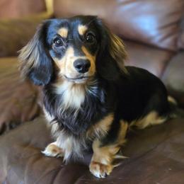 Wyatt - Dachshund
