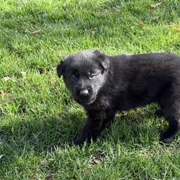 Black boy - Black male German Shepherd puppy in Gaineville, Georgia from Des Nebels