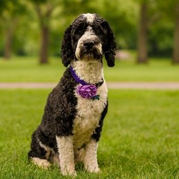 Menea - Portuguese Water Dog