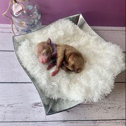 Millie - Red  female Poodle puppy in Hephzibah ( Richmond County ), Georgia from Healing Pawz LLC