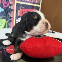 Bernese Mountain Dog puppies from Country Feels Ranch