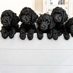 Golden Mountain Doodles from Carolina Golden Mountain Doodles