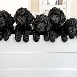 Golden Mountain Doodles from Carolina Golden Mountain Doodles