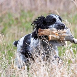 English Cocker Spaniels from Woodwyn Farm