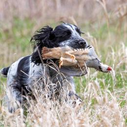 English Cocker Spaniels from Woodwyn Farm