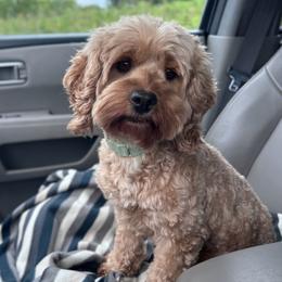 Grace OMalley - Cockapoo