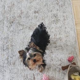 Blue Collar male - Black and gold male Yorkshire Terrier puppy in Concord, California from Real Yorkies of NorCal