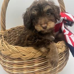 Ash - Red phantom male Aussiedoodle puppy in Austin, Texas from Doodles of Central Texas