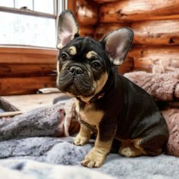 Boy 3 black & tan - Black and tan French Bulldog puppy in Havre, Montana from MT French Bulldogs