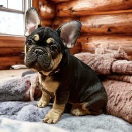 Boy 3 black & tan - Black and tan French Bulldog puppy in Havre, Montana from MT French Bulldogs