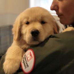 Golden Retriever Puppies from OPK GOLDENS