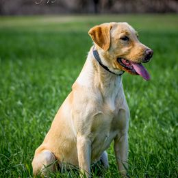 Hailey - Labrador Retriever