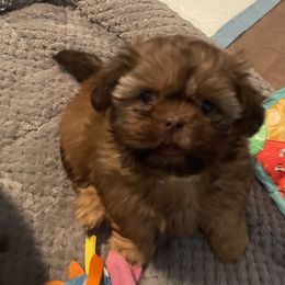 Shih Tzus from Darla’s Furever Shih Tzu