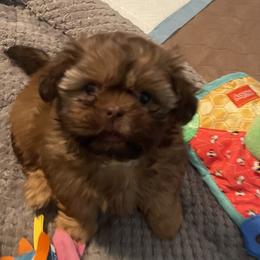 Shih Tzus from Darla’s Furever Shih Tzu