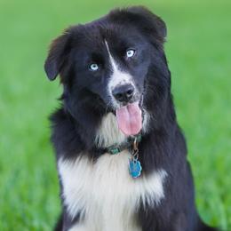 Reno - Miniature Australian Shepherd