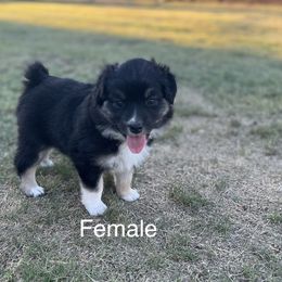 Muffin - Black Australian Shepherd puppy in Guthrie, Oklahoma from Robertson’s Aussies