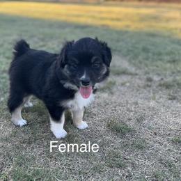 Muffin - Black Australian Shepherd puppy in Guthrie, Oklahoma from Robertson’s Aussies