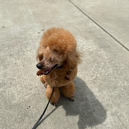 Mister - Poodle