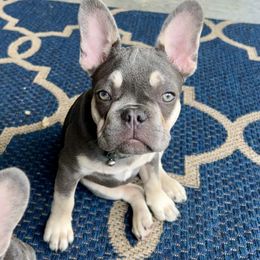 French Bulldog Puppies from Prestige French Bulldogs