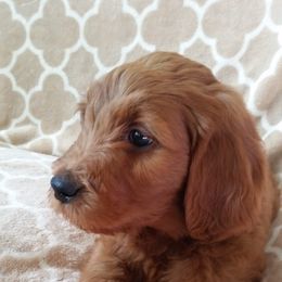 Goldendoodle and Poodle Puppies from Goldendoodle Goodlife