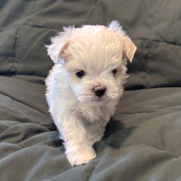 Colin - White male Maltese puppy in Pasco, Washington from Hops-a-Lot Maltese Ranch