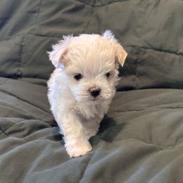 Colin - White male Maltese puppy in Pasco, Washington from Hops-a-Lot Maltese Ranch