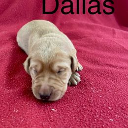 Dallas - Yellow male Labrador Retriever puppy in Mineral, Virginia from Canine Assist