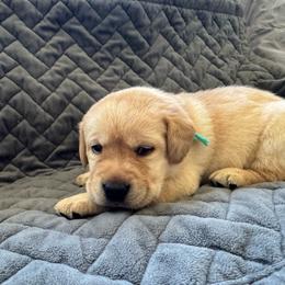 Aqua collar - Yellow female Labrador Retriever puppy in Big River, California from Cozy Acres Farm Labradors