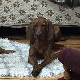 Lefti - Redbone Coonhound